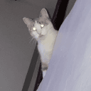 Fanatique d’un chat